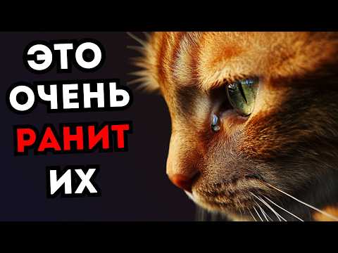 Видео: ЭТО ОЧЕНЬ ОБИЖАЕТ КОТИКОВ!