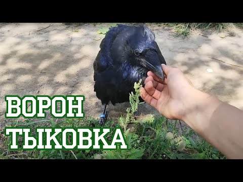 Видео: Ворон и вуточка