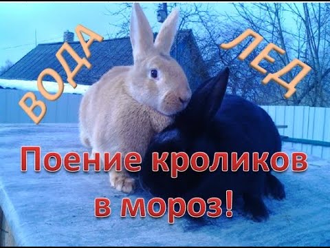 Видео: Поение кроликов зимой. Как поить кроликов зимой