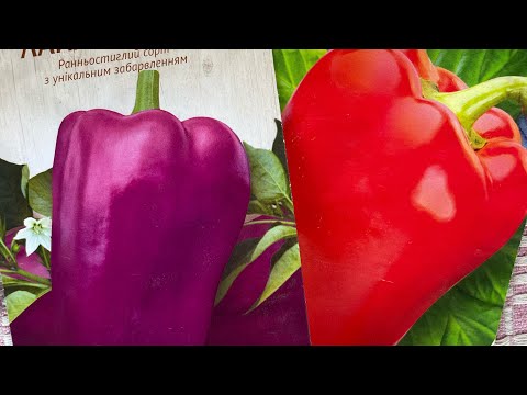 Видео: 16.08.24 | Урожай перця 🌶️