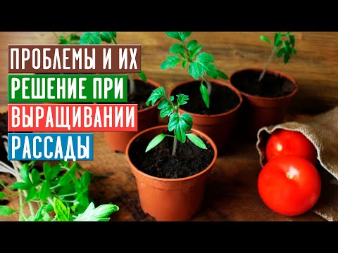 Видео: СЕЗОН 2020: КАК НЕ ДОПУСТИТЬ ОШИБОК ПРИ ВЫРАЩИВАНИИ РАССАДЫ / Садовый гид