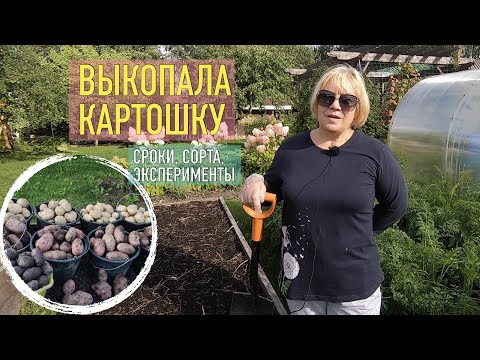 Видео: Выкопала картофель: показываю, что получилось и какие сорта точно возьму на следующий сезон.