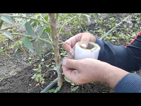Видео: Літня окуліровка персика.
