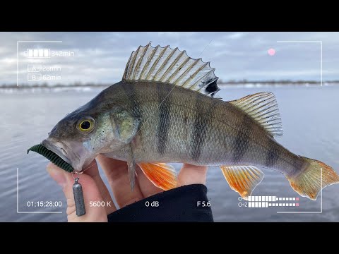 Видео: Танта и Веснянка — не устоит даже пассивный Окунь. Зимний микроджиг.