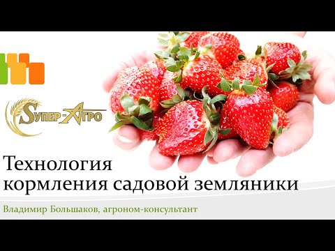 Видео: Технология кормления садовой земляники - семинар в Белореченске