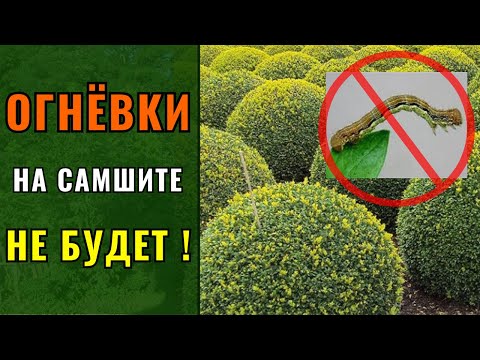 Видео: Огнёвка на самшите. Сделайте это и избавитесь навсегда.