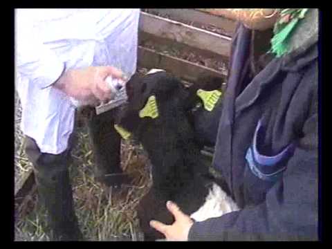 Видео: Технология получения здоровых телят