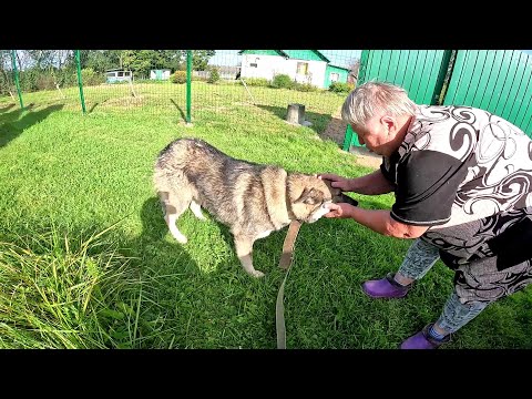 Видео: Новый хозяин нашелся! Собака уехала ! ХУТОР В ЛЕСУ №827
