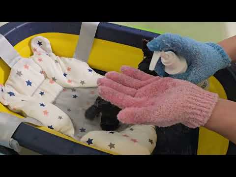 Видео: Первое купание щенка в 2 месяца.