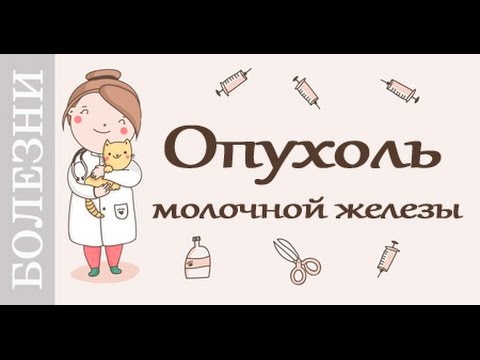 Видео: Опухоль у кошек и собак молочной железы. Советы ветеринара.