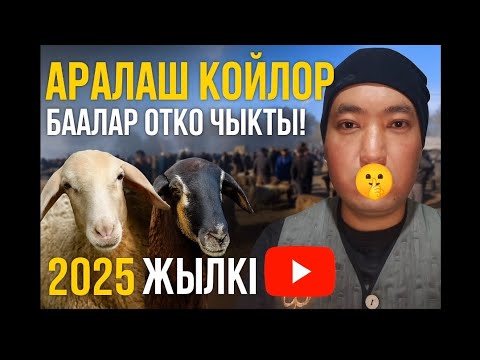 Видео: Койлордун баасы ШОК кылды! 🔥 Манас 2025 число видео 01-11-2025 