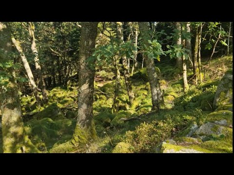 Видео: Норвегия🇧🇻Дикая и нетронутая природа 📌В лесу📍