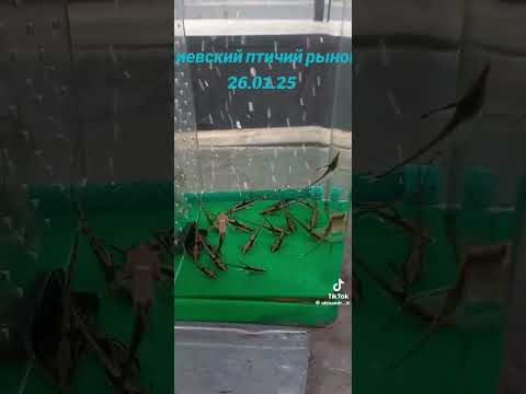 Видео: Птичий рынок.Киев.