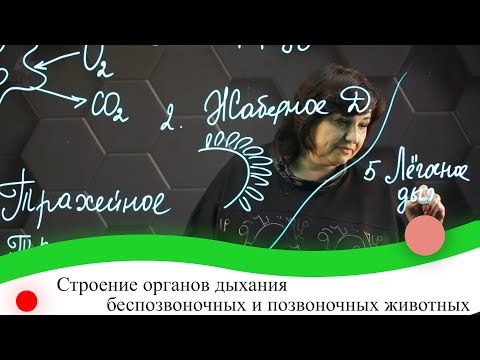 Видео: Строение органов дыхания беспозвоночных и позвоночных животных. 7 класс.