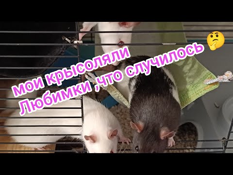 Видео: КРЫСКИ,что происходит и как обстоят дела у моих крысотулек.
