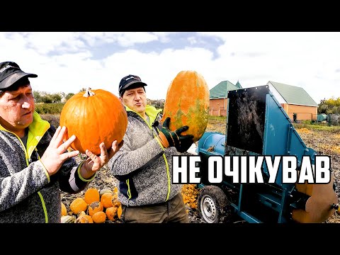 Видео: Великий урожай гарбузів 🎃 на маленькому городі!