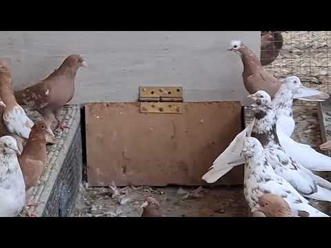 Видео: Бакинские голуби Заура в Нальчике!