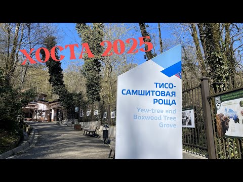 Видео: ХОСТА 2025. ТИСО-САМШИТОВАЯ РОЩА
