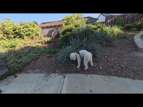 Видео: Томми Портнов осуждает внутреннюю политику США