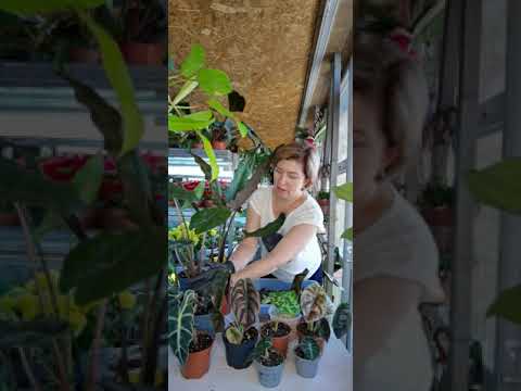 Видео: Алоказии-одни из самых модных сегодня растений.