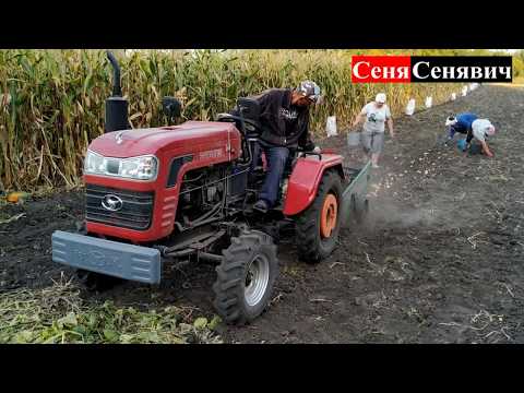 Видео: Минитрактор шифенг сф-240 копает картошку транспортерной копалкой