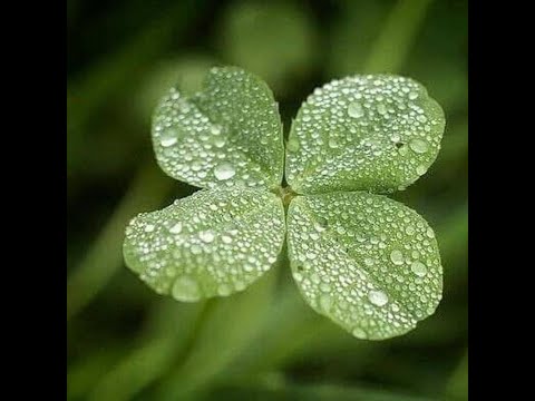 Видео: День Святого Патрика