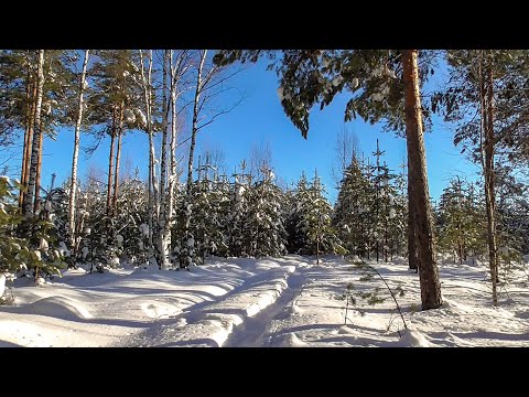 Видео: LIVE!  БОЛЬШАЯ ЗИМНЯЯ ПРОГУЛКА [NO CUT]