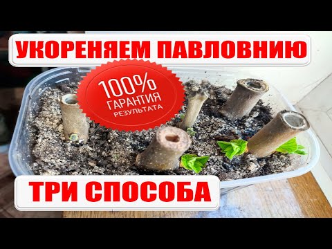 Видео: Укореняем черенки павловнии или как размножить павловнию. paulownia tree