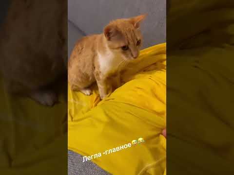 Видео: Дима Билан в Турции 07/08.06.2023 - Дружелюбные животные