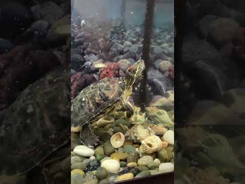 Видео: Кормление нашей Красноухой черепахи, за 20 мин. Съела 10 карасей…