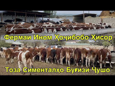 Видео: ПАРТИЯИ НАВ ТОЗА СИМЕНТАЛҲОИ БУҒУЗИ ҶУШО ВА ҒУНОҶИНҲОШ ФЕРМАИ ҲИСОР ШАРОРА 5 октября 2025 г.