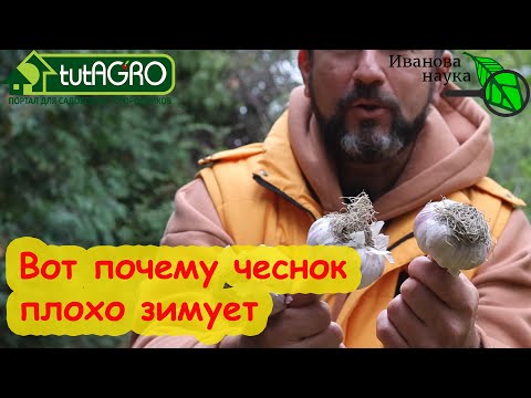 Видео: ЧЕСНОК ЗАМЕРЗ? Это странно! Чеснок не мерзнет! Вот почему чеснок плохо зимует.