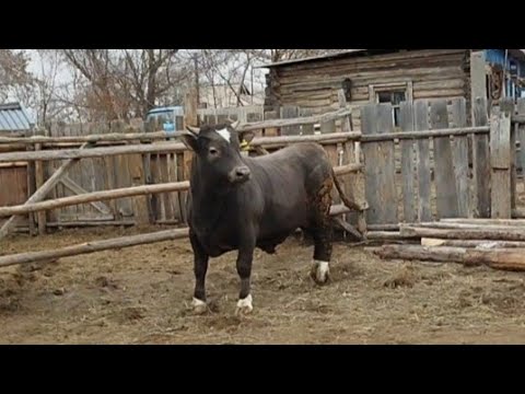 Видео: Бұқа бордақылау жайлы жалпы мәлімет.....