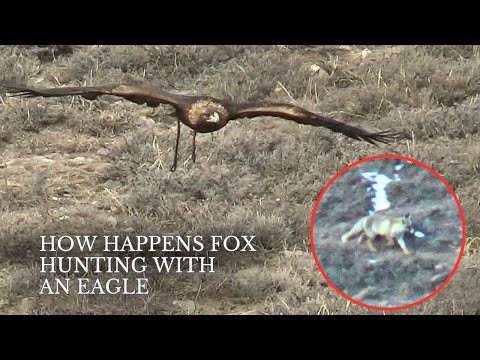 Видео: Fox hunting with an eagle | Охота с беркутом на лис в Кыргызстане