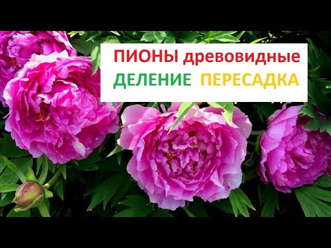 Видео: Древовидные пионы.Осеннее деление куста и посадка. Восхитительное ШОУ ПИОНОВ. Релакс на всю зиму!!!