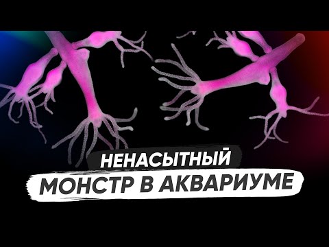 Видео: Пресноводная гидра. Как избавиться от гидры в аквариуме без использования химии