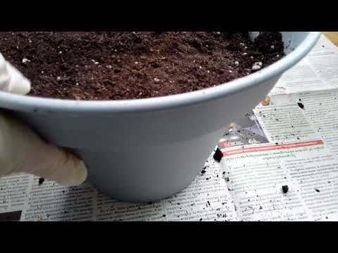 Видео: Сажанец питахаи (1 часть)