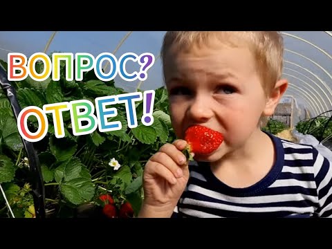 Видео: Выращивание клубники в Сибири. Наберём 10 тыс. подписчиков к 5 июня!? Ответы на вопросы подписчиков.