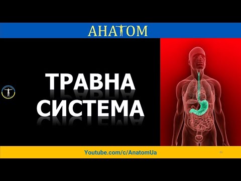 Видео: ТРАВНА СИСТЕМА