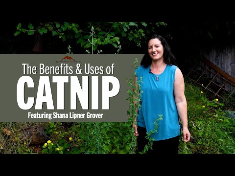 Видео: Преимущества и применение кошачьей мяты | С участием Шаны Липнер Гровер