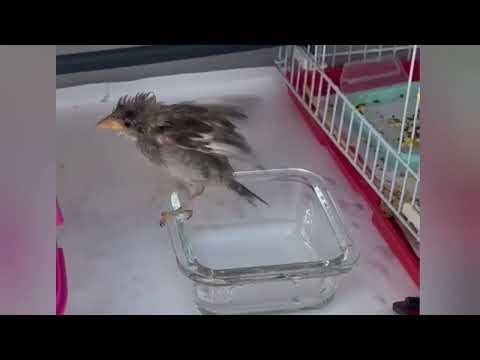 Видео: Переезд воробья Симы, тест трехколесного велосипеда. 6-16.07.2025. Sparrow Sima, test of tricycle.