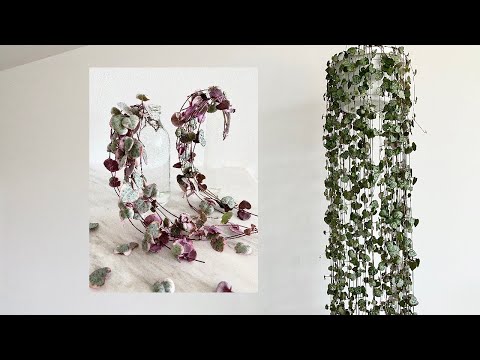 Видео: Как вырастить длинную, пышную и пышную гирлянду из сердечек | Советы по уходу за комнатными расте...