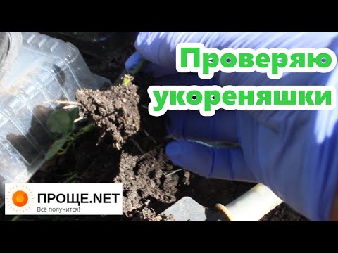 Видео: Результаты черенкования🌹 Как укореняются летние черенки роз  разных сортов.