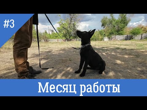 Видео: Воспитание щенка. Послушание, месяц работы, возраст 3-4 мес.