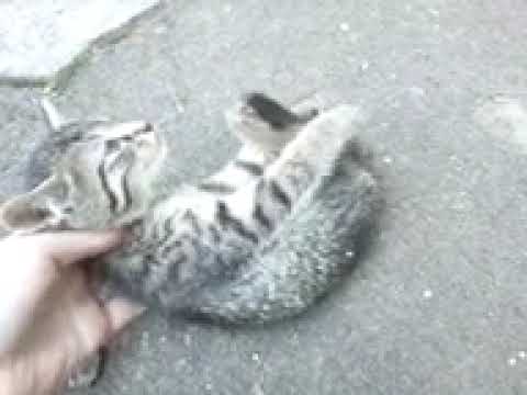 Видео: Котятки Фильм CatNap Offical Серия 2