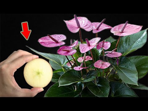 Видео: Поместите 1 кусок в корень! Внезапно антуриумы зацвели на 300% чаще