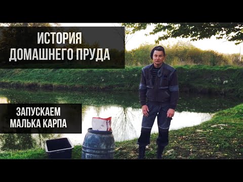 Видео: Домашний пруд. Запуск малька карпа.