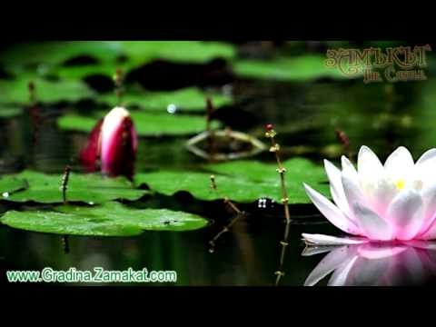 Видео: Водна лилия засаждане