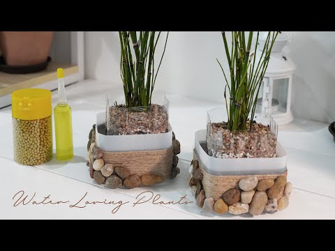 Видео: Влаголюбивые растения, нижний полив: удобно вносить удобрения: перерабатывать пластик