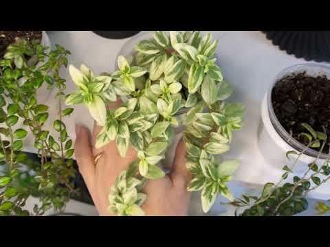 Видео: Колумнея light princess, Allenii Morton, gold heard,карнавал.обзор сортов,уход.